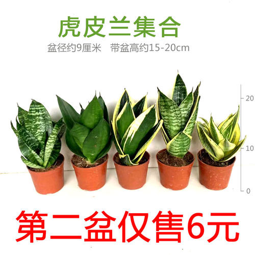 室内外办公桌面易养护金边虎皮兰
