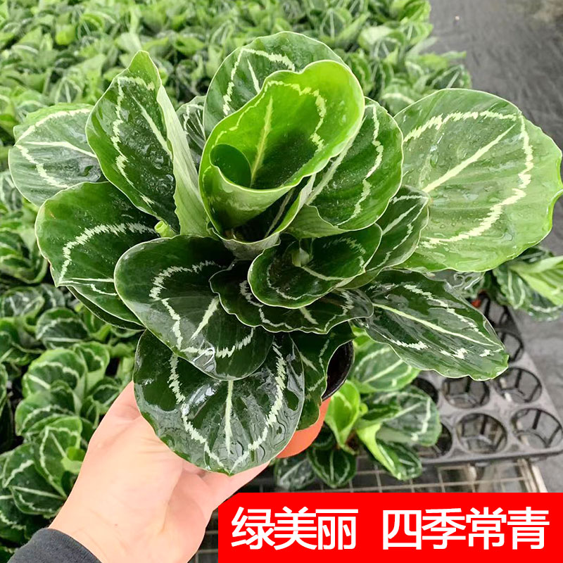 绿美丽竹芋如意红美丽室内办公桌面客厅彩色植物四季常青观叶花卉