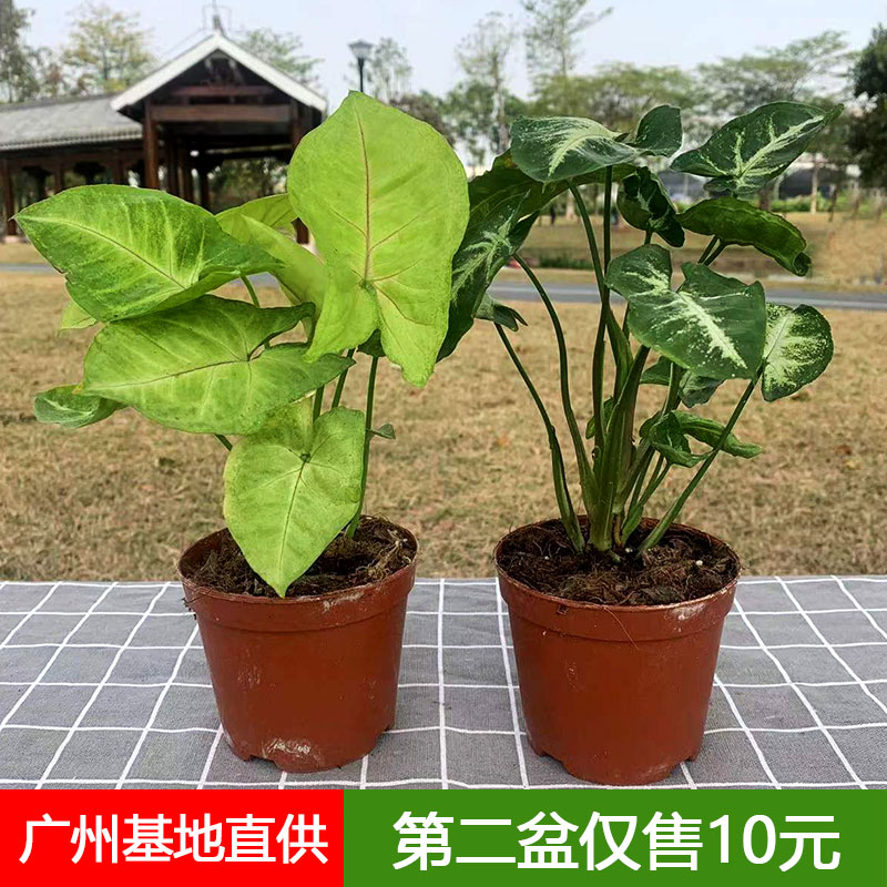 合果芋盆栽绿精灵黄金童子红粉佳人室内桌面书房花卉四季常青绿植