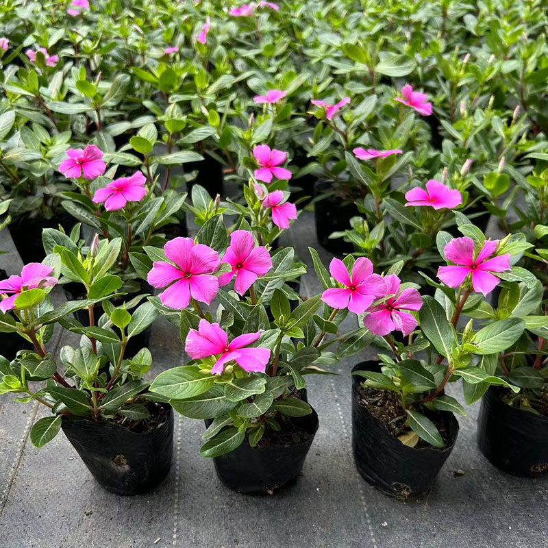 长春花盆栽小苗带花苞进口单瓣室外阳台庭院耐晒热开花绿植禾森园图片