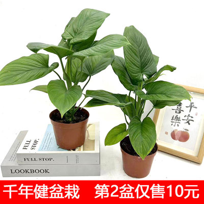 千年健绿植盆栽绿芙蓉室内办公桌面客厅四季常青花卉大叶海芋土培