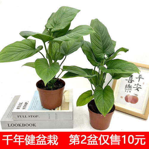 千年健绿植盆栽绿芙蓉室内办公桌面客厅四季常青花卉大叶海芋土培