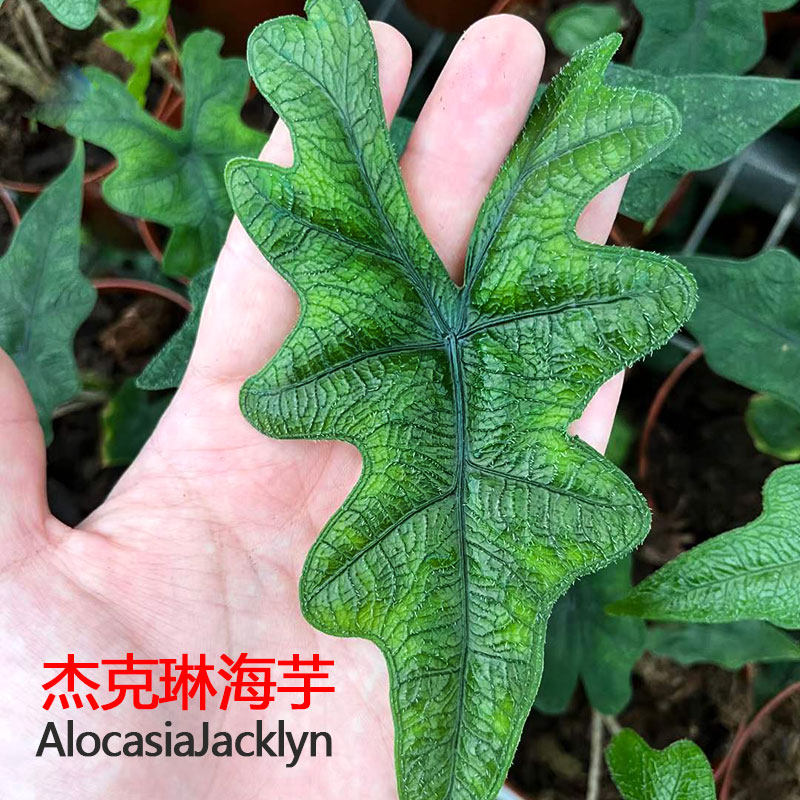 杰克琳海芋盆栽林明脉绿蜻蜓室内客厅办公观叶植物绿天鹅净化空气