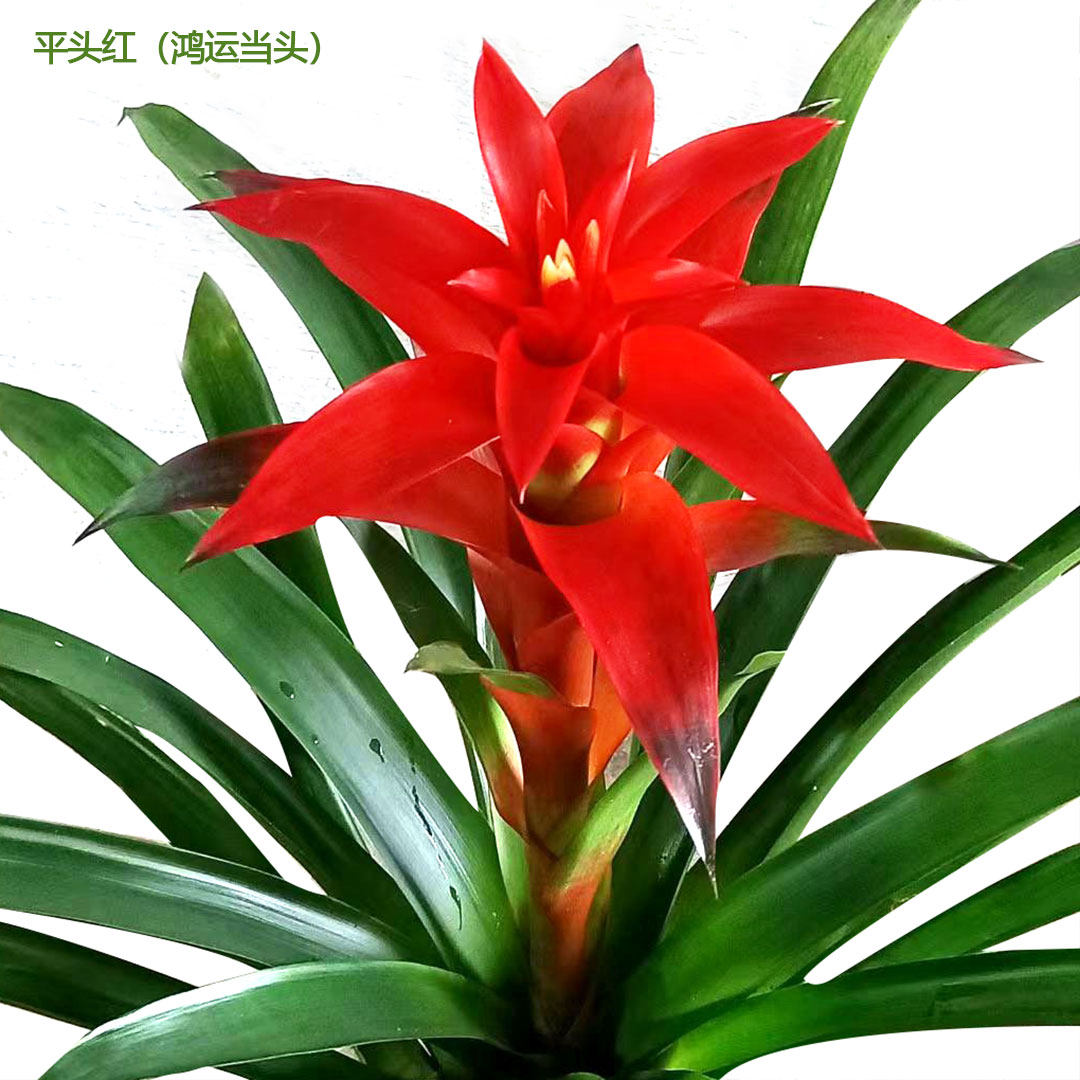 鸿运当头盆栽植物室内大盆室内客厅书房办公前台凤梨红心喜庆植物