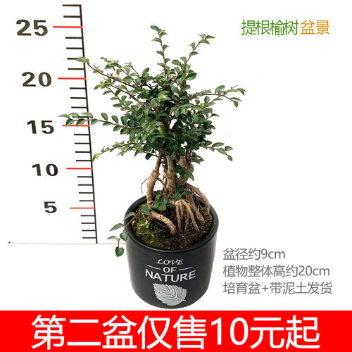 提根榆树盆景疙瘩小叶室内外庭院