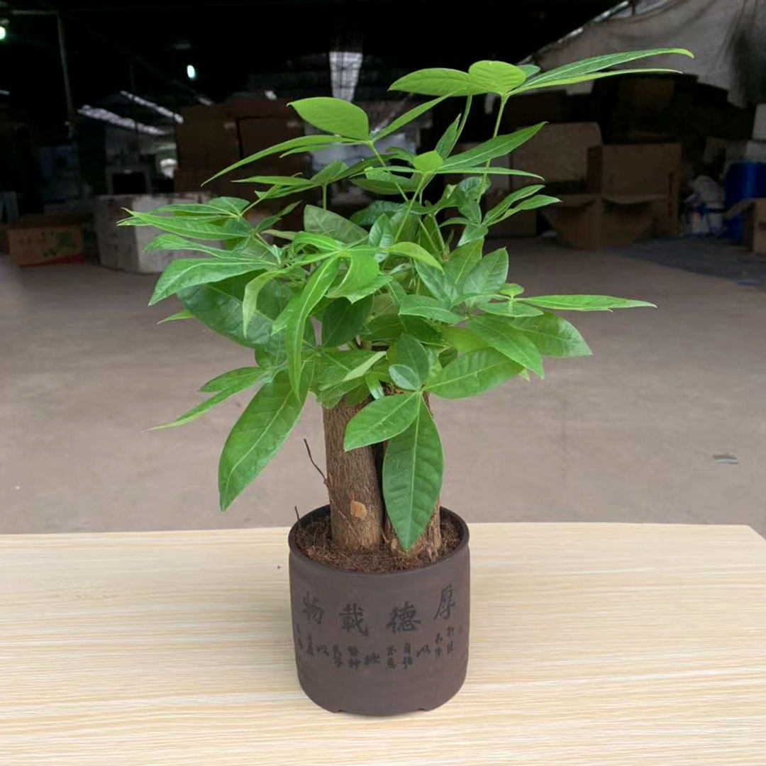 发财树小盆栽招财树室内室防辐射办公室桌面绿植物带盆包邮易养护
