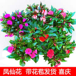 新几内亚凤仙花盆栽苗带花苞发货室外阳台庭院喜庆观花植物禾森园