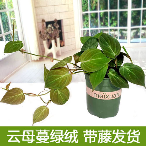 云母蔓绿绒盆栽黑天鹅海芋客厅