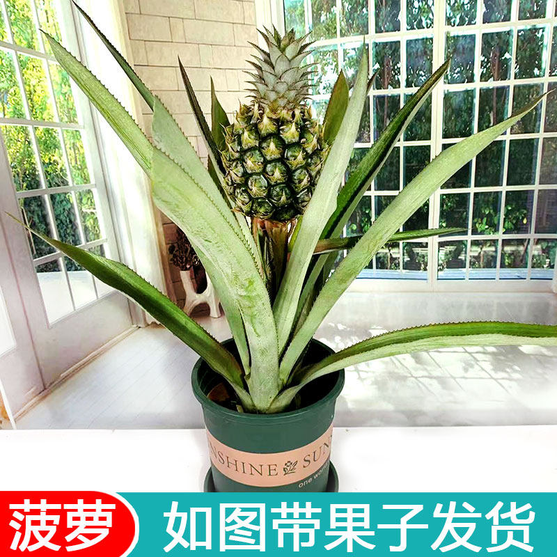 菠萝盆栽带果植物凤梨室外阳台当年结果趣味喜庆易养耐热耐旱花卉