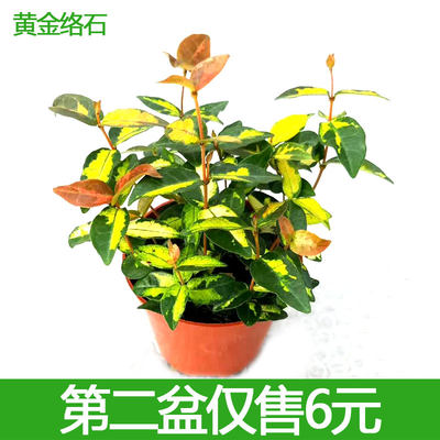 黄金洛石盆栽花叶彩叶络石花卉室内客厅办公阳台庭院耐寒藤蔓植物 虎窝淘