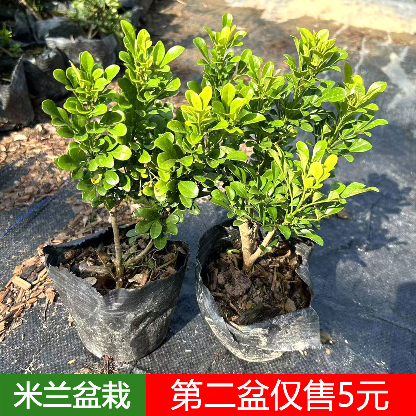 米兰花盆栽香水苗带花室外阳台庭院楼底耐晒花卉四季常青驱蚊好养