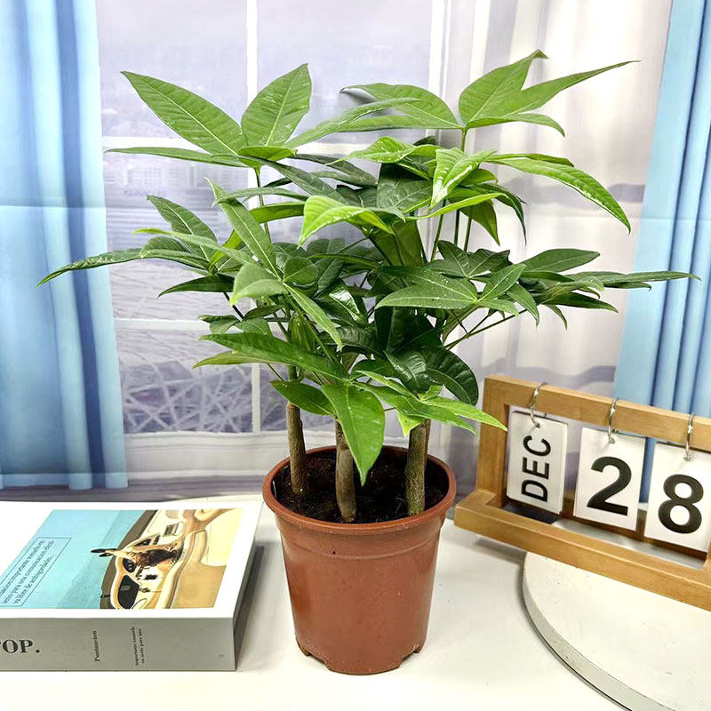 发财树种子原生苗四季常青客厅