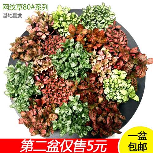 网纹草植物盆栽森林粉安妮雨林缸