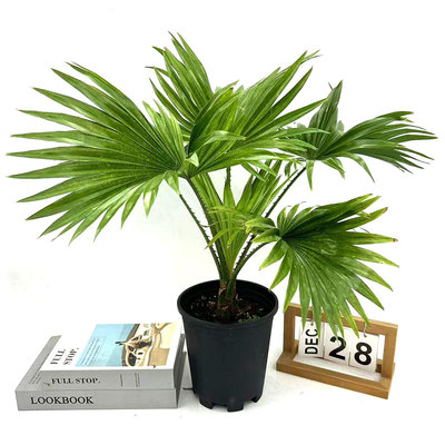 蒲葵盆栽耐寒棕榈室内外客厅阳台庭院植物四季常青北欧风净化空气
