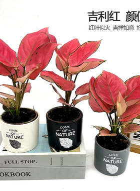吉利红盆栽如意皇后彩叶植物室内办公前台客厅花卉四季常青大红色