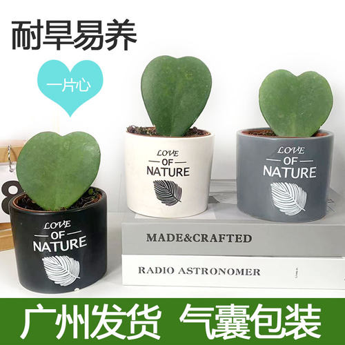 一片心型多肉趣味植物桌面迷你