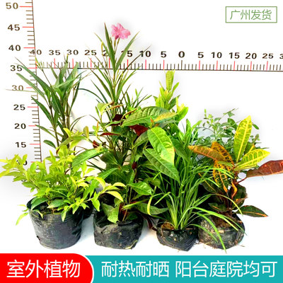 绿植翠芦莉红背桂耐晒室外龙船花