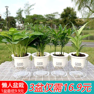 发财树盆栽栀子花绿萝室内办公桌面易养护净化空气观叶懒人盆花卉