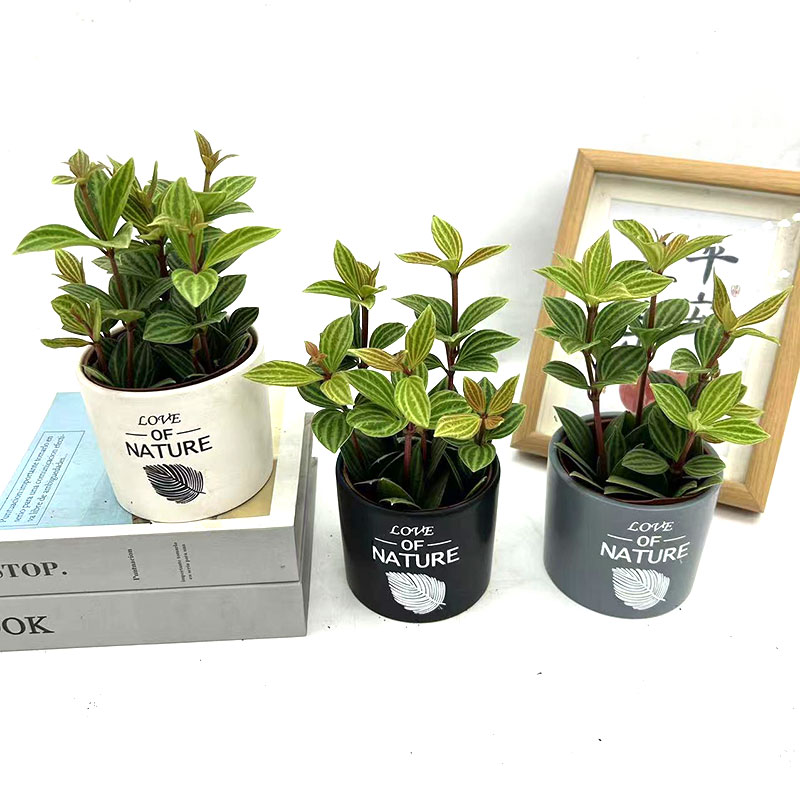 豆瓣绿盆栽轮叶西瓜皮苗室内办公桌面书房易养护四季常青净化空气