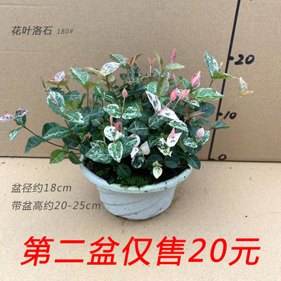 花叶络石盆栽黄金日本室内高档