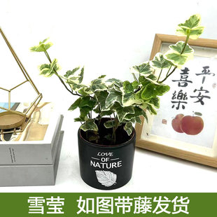 雪莹盆栽日本常青藤苗网红白花叶片稀有品种室内客厅办公观叶植物