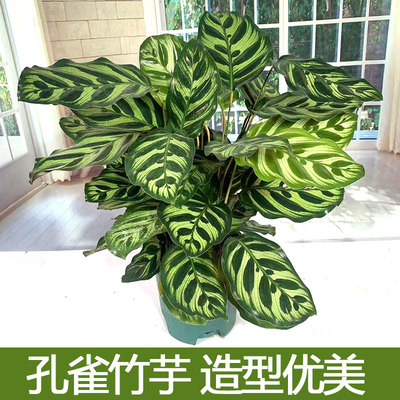彩色紫背猫眼四季常青孔雀竹芋