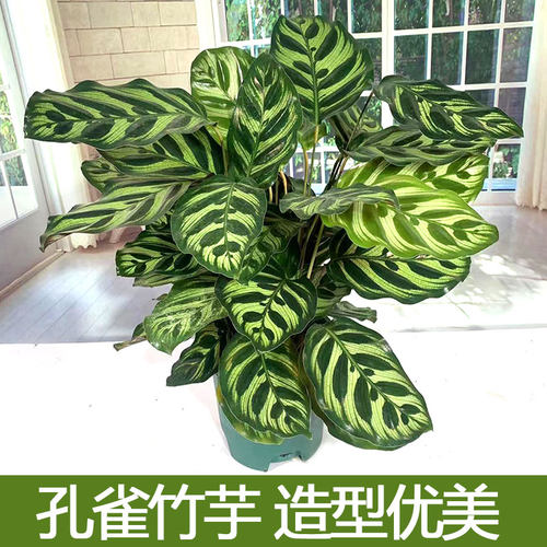 彩色紫背猫眼四季常青孔雀竹芋