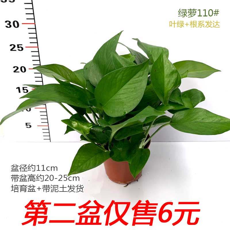 绿萝小盆栽吊兰室内桌面办公吸易养护净化空气土水培植物装修花卉