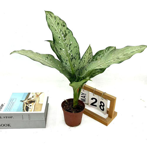 万年青四季常青北欧风格彩叶植物