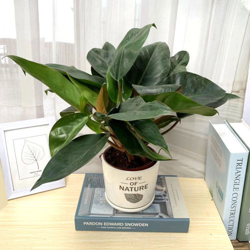 红宝石客厅四季常青包邮观叶花卉