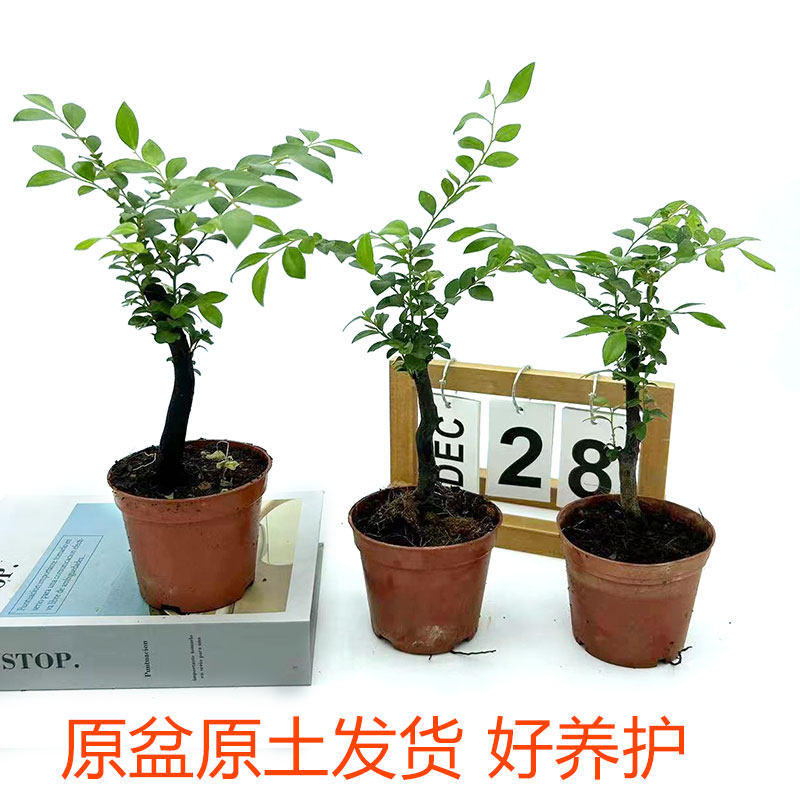 小叶紫檀盆景黑骨茶树桩盆栽室内外耐寒观叶植物四季常青净化空气