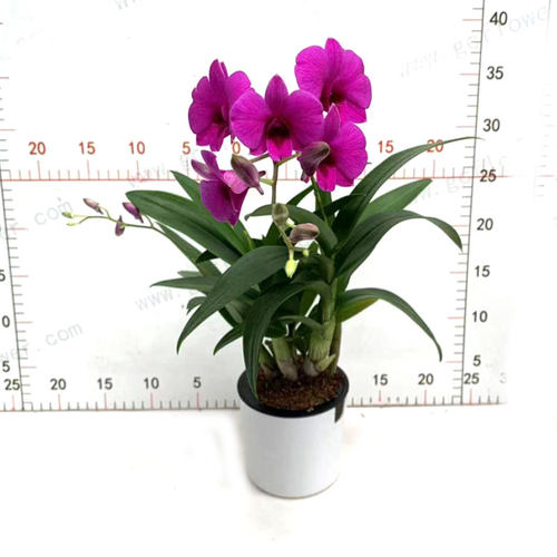 常年开花石斛兰桌面绿植盆栽