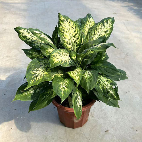 花叶万年青盆栽室内办公桌面植物