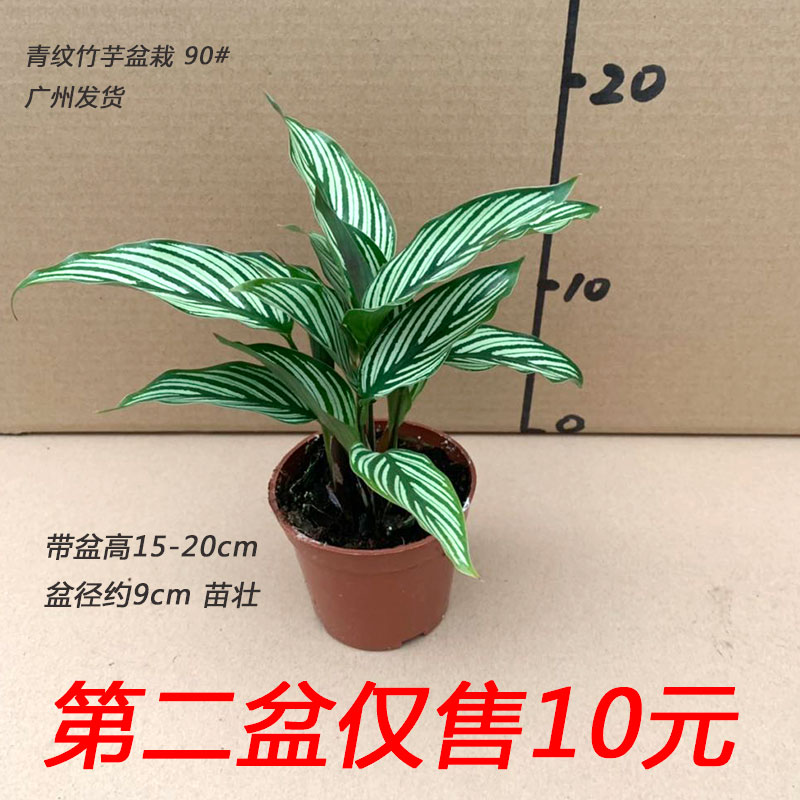 青纹竹芋四季常青书房