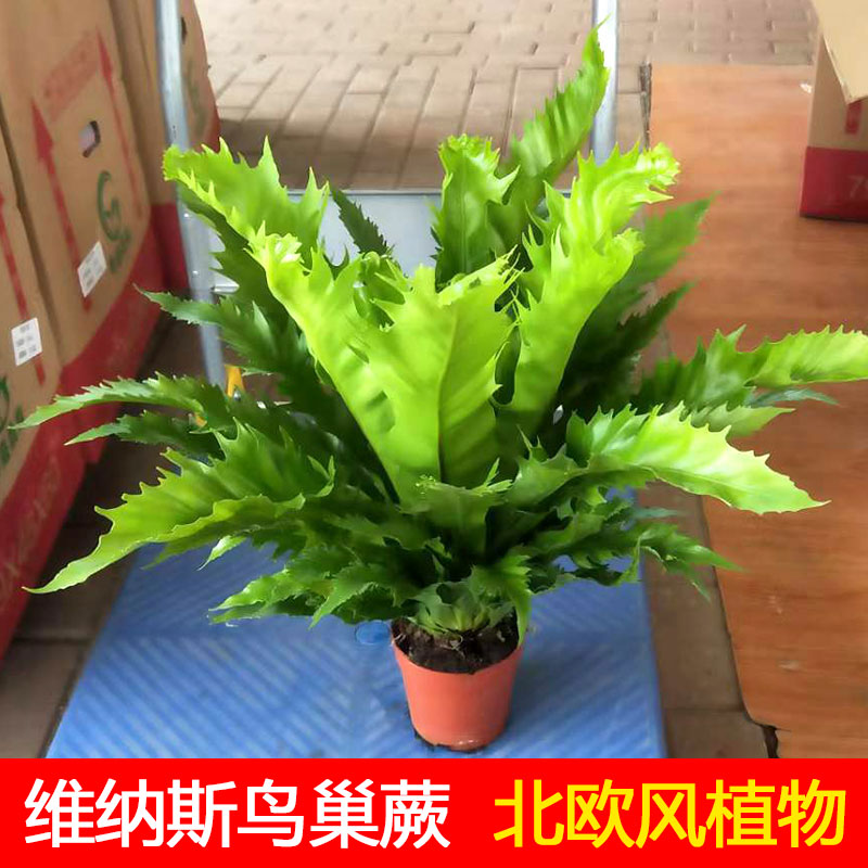 维纳斯鸟巢蕨盆栽苗火焰四季观叶花卉净化空气雨林植物喜阴防辐射