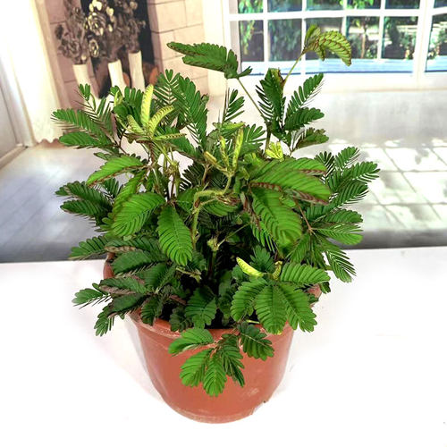 含羞草盆栽彩叶驱蚊老桩室内阳台