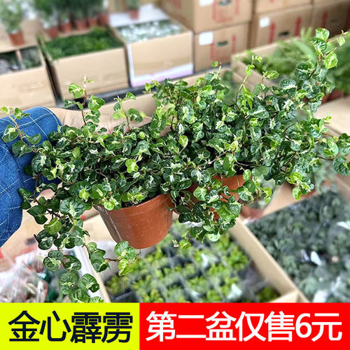 金心霹雳盆栽爬藤室内雨林缸小叶青叶花卉办公桌面好养护造景植物