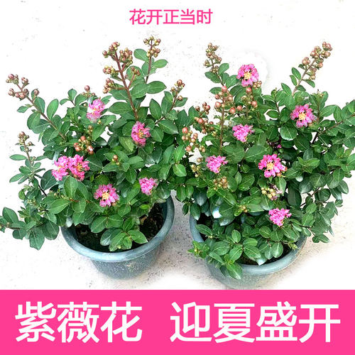 紫薇花小叶满堂红庭院阳台夏季