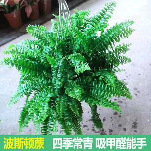 波斯顿蕨吊篮盆栽鹿角银线富贵蕨室内办公垂钓观叶耐旱易养护植物