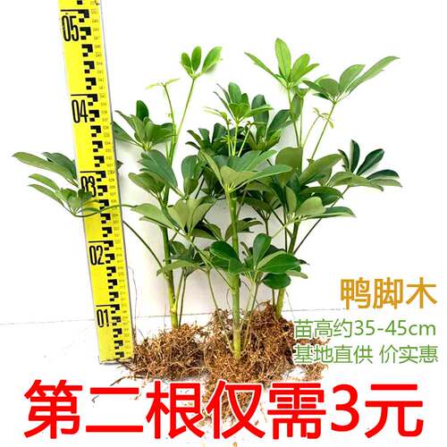八方来客厅阳光尼古丁观叶鸭脚木