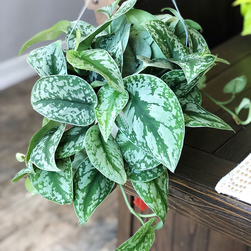 小叶银斑葛盆栽室内办公阳台