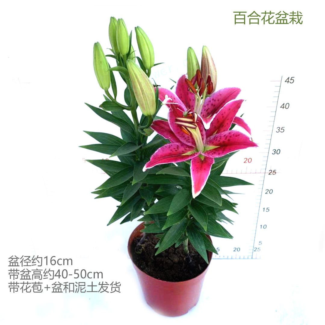 百合花盆栽带花粉红色苞香水室内外客厅办公桌面庭院花卉喜庆植物