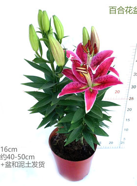 百合花盆栽带花粉红色苞香水室内外客厅办公桌面庭院花卉喜庆植物