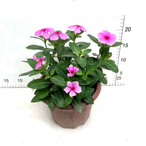耐热绿化花卉庭院长春花四季开花