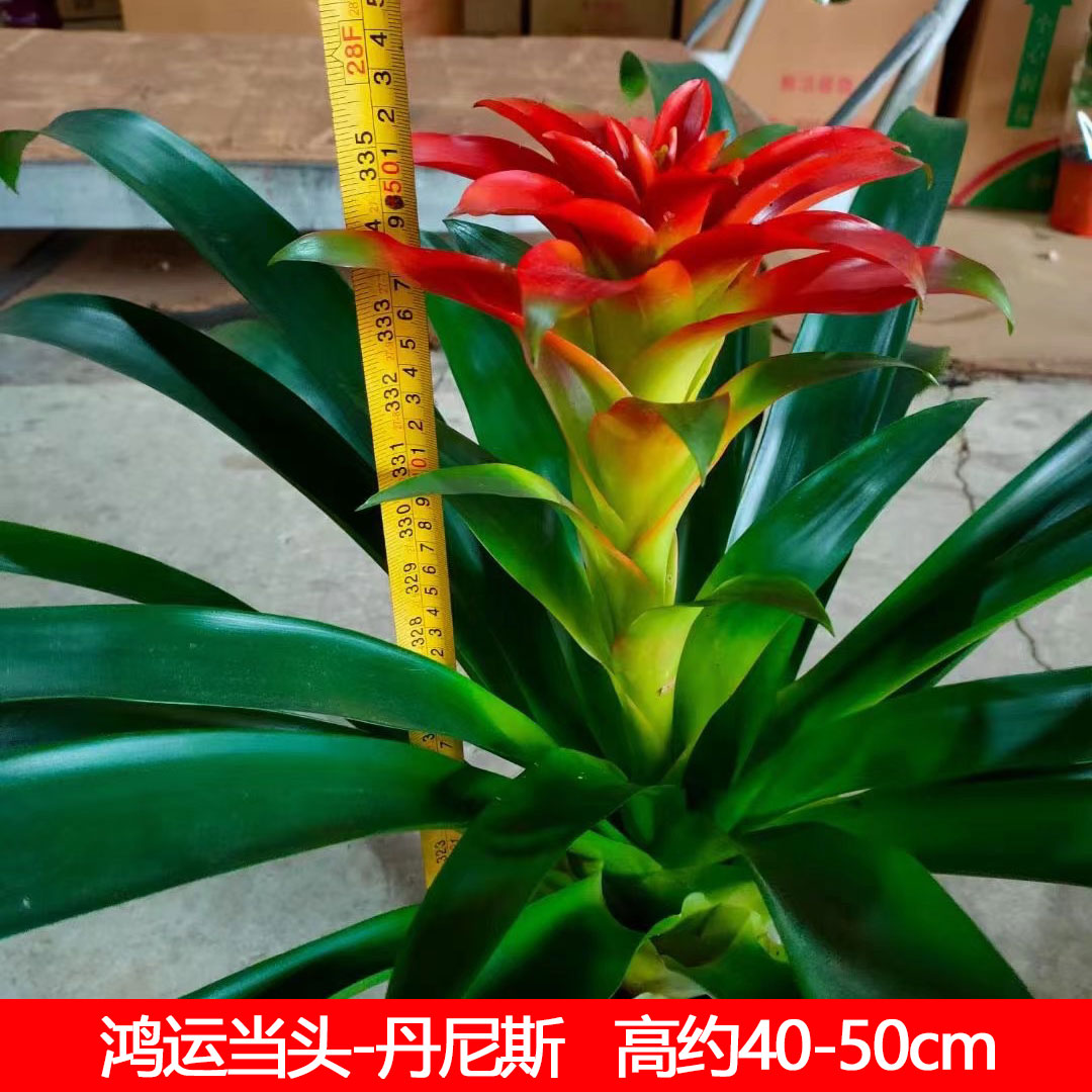 红星凤梨盆栽吉利植物鸿运客厅
