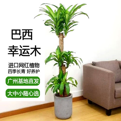 大巴西木盆栽进口网红植物苗室内办公客厅耐旱四季常青花卉好养护