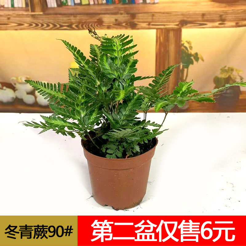 印度冬青盆栽狼尾蕨苗兔脚桌面