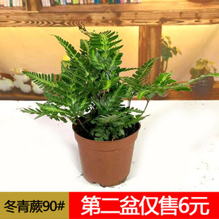 印度冬青蕨盆栽狼尾蕨苗兔脚蕨银线蕨室内桌面办公小绿植四季 常青