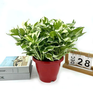 白金葛盆栽雪花绿萝室内阳台花卉观叶植物四季 常青净化空气易养护