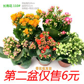 巴黎长寿花盆栽金狐狸花卉室内外客厅阳台观四季 开花不断耐旱植物